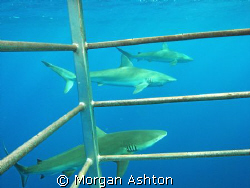 Galapagos Sharks through the cage. North Shore, Hawaii. T... by Morgan Ashton 